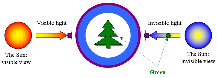 Figure 6 – Absorption of light: Photosynthesis